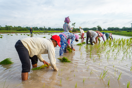 SIEM REAP, CAMBODIA - SEPTEMBER 12, 2015: Rice farmers work together in the fields planting rice.のeditorial素材