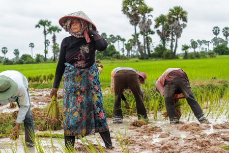 SIEM REAP, CAMBODIA - 9/12/2015: A woman stops briefly while working in the rice fields.のeditorial素材
