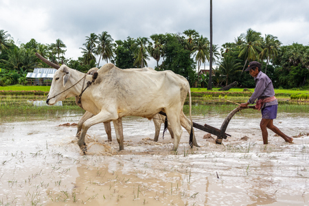 SIEM REAP, CAMBODIA - 9/12/2015: A rice farmer plows the land near his village.のeditorial素材