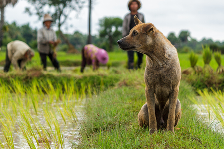 SIEM REAP, CAMBODIA - 9/12/2015: A dog watches rice farmers working in the fields.のeditorial素材