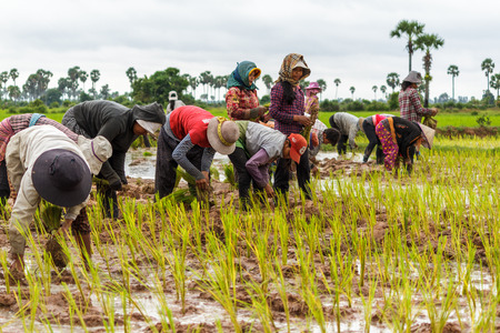 SIEM REAP, CAMBODIA - 9/12/2015: A group of rice farmers plant rice in the fields around their village.のeditorial素材