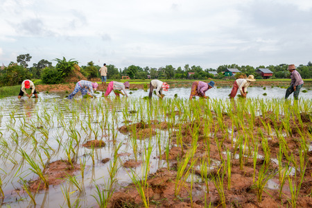 SIEM REAP, CAMBODIA - SEPTEMBER 12, 2015: A small group of rice farmers work together in the fields planting rice.のeditorial素材