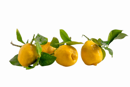 Fresh lemons with leaves. Shot on a white backgroundの写真素材