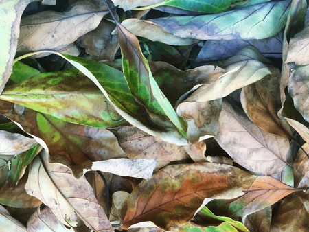 Dead Leaves texture background.の写真素材