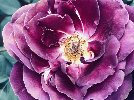 fading Rose still beautifulの写真素材