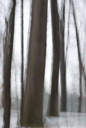 Bare trees and frozen groundの写真素材