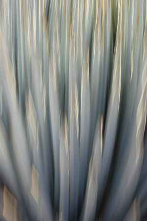 slow shutter portrait of Yucca plantの写真素材