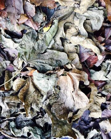 Decaying Fig leaves create abstract alien worldの写真素材