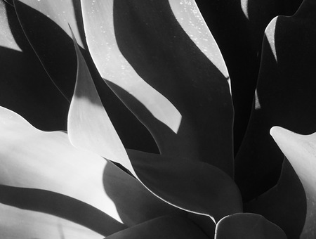 Agave black and white abstractの写真素材