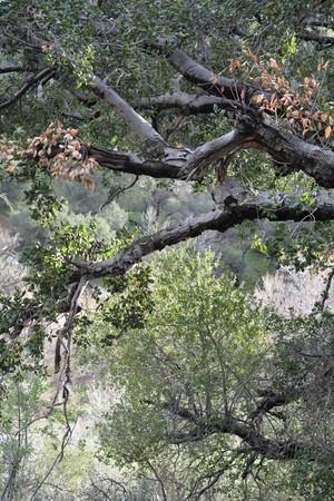 Oak trees hanging over canyonの写真素材
