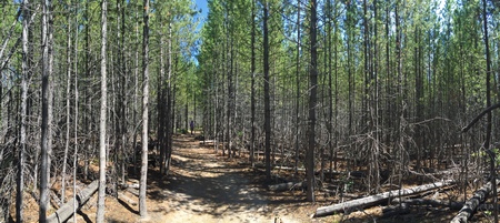 Panoramic view of man standing in young forest damaged by fireのeditorial素材