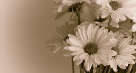 Chrysanthemumsの写真素材