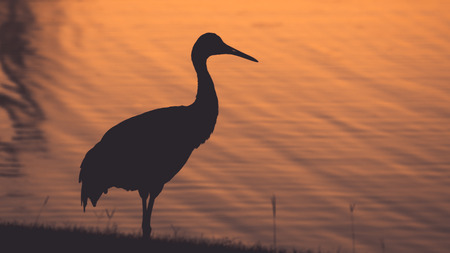 Crane at Last Lightの写真素材