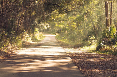 Sun Rays on Nature Trailの写真素材