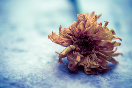 Dried Flower on Marbleの写真素材