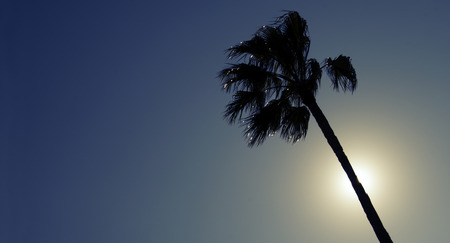 Palm Tree in Front of the Sunの写真素材