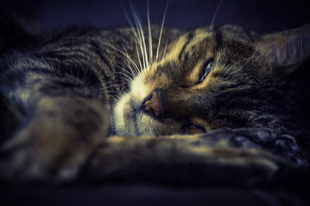 Sleepy Cat