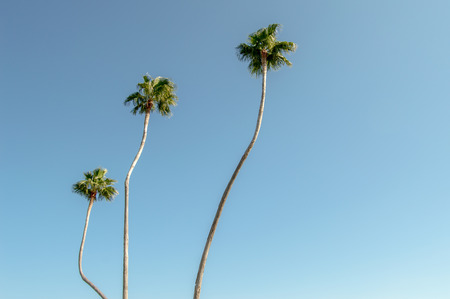 Three Tall Palmsの写真素材