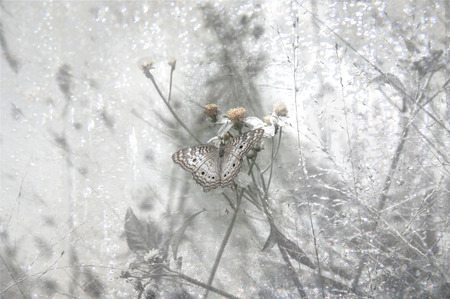 High Key Butterflyの写真素材