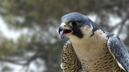 Peregrine Falconの写真素材