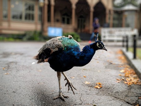 Walking peacockの写真素材