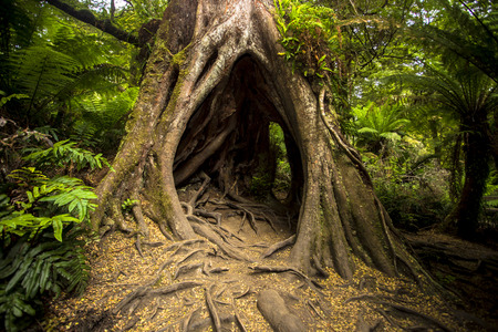 Maits Rest rainforest walk along Great Ocean Road near Hordern Vale Victoria Australia, Australasia.の写真素材