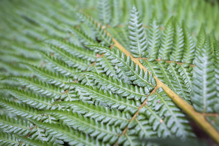 Vegetation found in Otway Fly Treetop Adventures Melbourne Australia Great Ocean Roadの写真素材