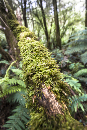 Vegetation found in Otway Fly Treetop Adventures Melbourne Australia Great Ocean Roadの写真素材