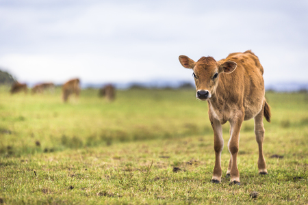 Cow grazing green grass in countryside field farmland under blue sky along Australia Great Ocean Roadの写真素材