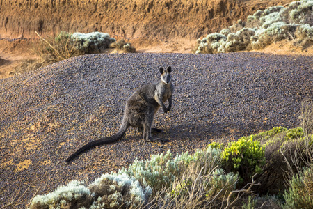 Wild wallaby at sea coast of Victoria Australia Great Ocean Road and surroundings sea oceans and cliffの写真素材