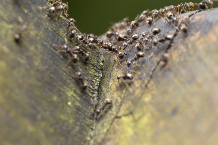 Close up of an army of tropical ants on wooden surfaceの写真素材