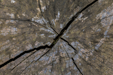 Crack across a old wooden tree stump close up details and patternsの写真素材