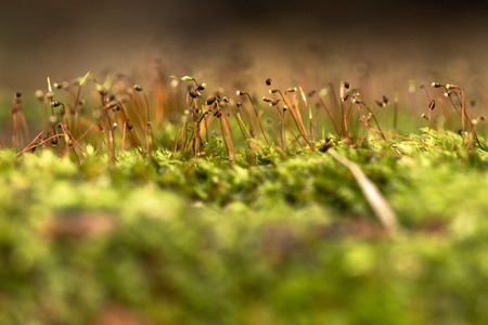 Macro close up on tiny garden plants growing on moss surfaceの写真素材