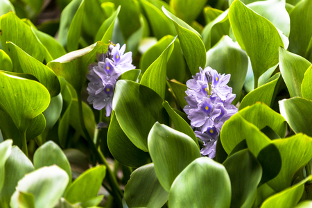 Macro close up on bunch of tiny flower against dark backgroundの写真素材