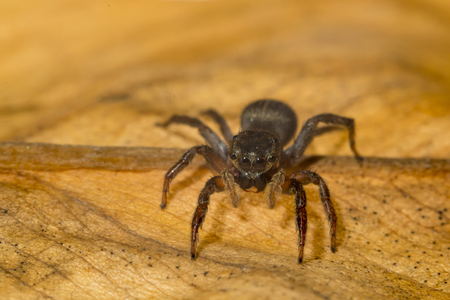 Macro close up of tropical arachnid spiders in the wild arachnophobiaの写真素材