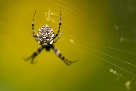 Macro close up of tropical arachnid spiders in the wild arachnophobiaの写真素材