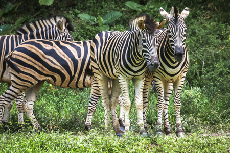Wildlife portraiture close up view of zebra with black and white stripeの写真素材