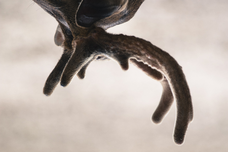 Wildlife portraiture close up view of deer horn shown upside downの写真素材