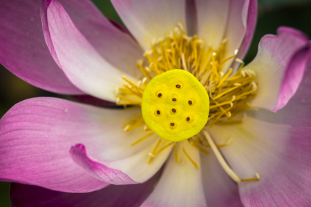 Closeup macro of aquatic pink petal lotus with yellow seed pod insideの写真素材