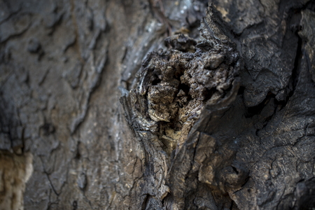 Macro closed up shot of dark colored tree bark with detailed cracks