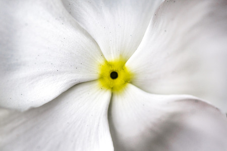 Macro closeup view of white flower petals with strong yellow centerの写真素材