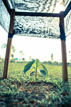 Small growing gardening farm fruit plant tree crop with frame for supportの写真素材