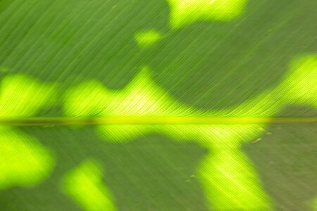 Close up of backlit leaf green background showing viens and surface texture