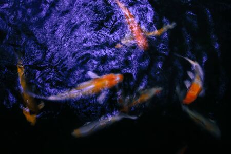 Slow shutter photo capturing the movement of tropical koi fish swimming in garden pond