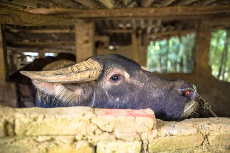 Buffalo trading in Bac Ha market in the rural town of Lao Cai near Sapa Vietnam Asia