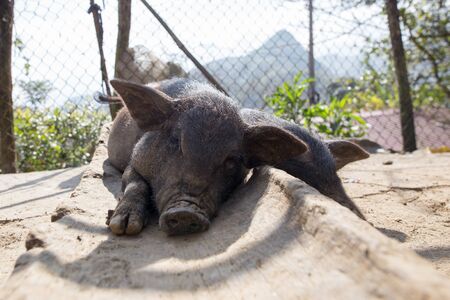 Black pig laying down resting in front yard of countryside house in Sapa Lao Cai Vietnamの写真素材