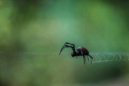 Macro closeup view of spider resting on spiderweb with dark green bokeh backgroundの写真素材