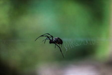 Macro closeup view of spider resting on spiderweb with dark green bokeh backgroundの写真素材