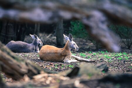 Wild kangaroo at in the woods of Perth Australia and surroundings suburdsの写真素材