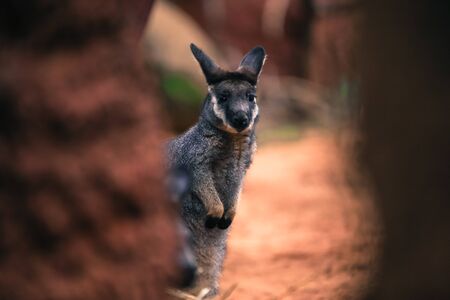Wild kangaroo at in the woods of Perth Australia and surroundings suburdsの写真素材